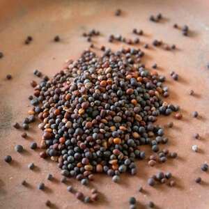 Marshalls Garden Provencale Salad Mix - Winter-Hardy Leaf Blend