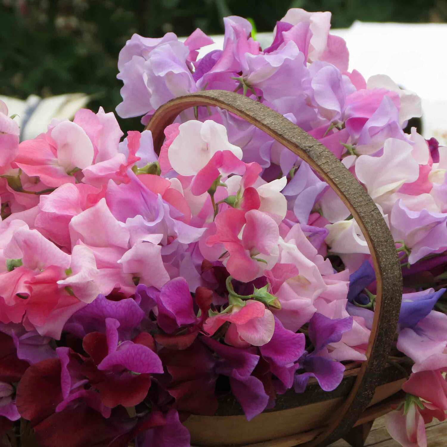 Unwins Sweet Pea Seeds - Bubblegum Mix - Neutral