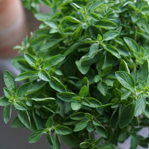 Origanum Vulgare Oregano Herb Garden Plant 9cm Pot