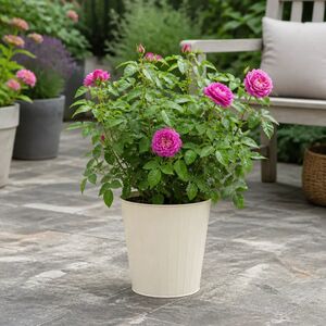 Plants By Post 5L Let's Celebrate Dark Pink Rose Bush
