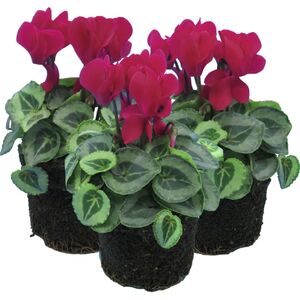 Plants By Post Cyclamen Silver Leaf Magenta Flowering Outdoor Plants 10.5cm Pots