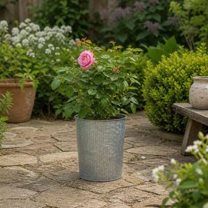 Plants By Post 3L Mum In A Million Pink Rose Bush C