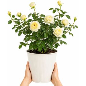 Plants By Post 3L Silver Anniversary Yellow Rose Bush D
