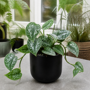 Plants By Post Scindapsus Pictus Trebie Pothos C
