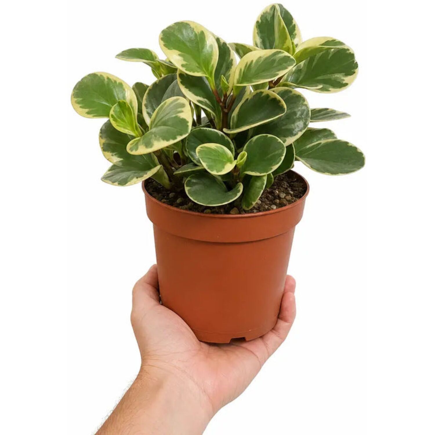 Plants By Post Peperomia Obtusifolia Variegated F - Plant