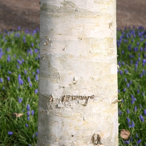 Plant Theory West Himalayan Birch Tree Betula Utilis Jacquemontii 1.5L Pot