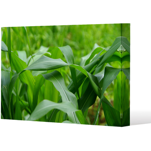 Green Leaves corn fields as background Canvas Print