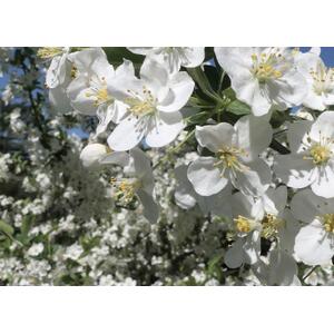Malus Wedding Bouquet Crab Tree 6ft Tall, 12L Pot by Directplants