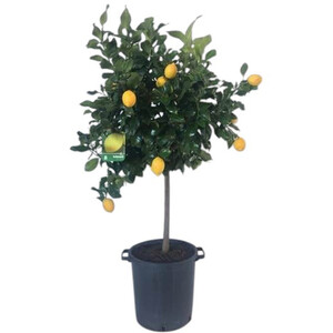Olea Europaea Plant