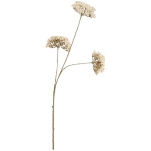 Queen Annes Lace Stem 86cm