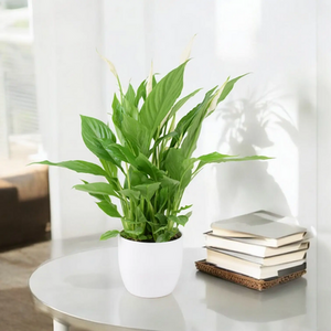 Spathiphyllum Peace Lily in White Ceramic Pot