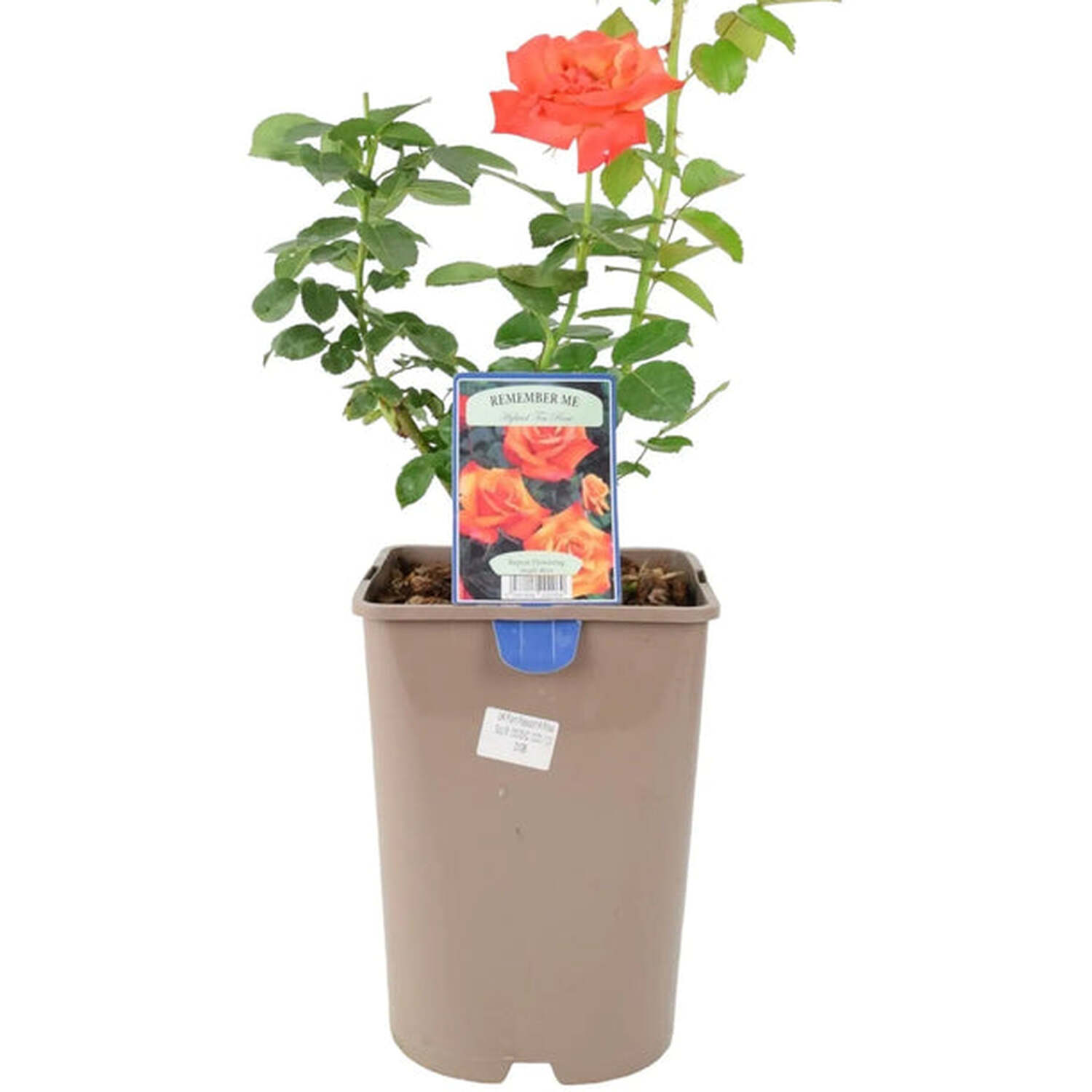Remember Me Series Roses Remember Me Rose 5.5L Beautiful Copper Orange Hybrid Tea Rose