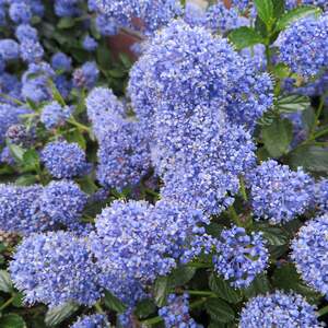 Marshalls Garden Ceanothus 'Blue Mound'