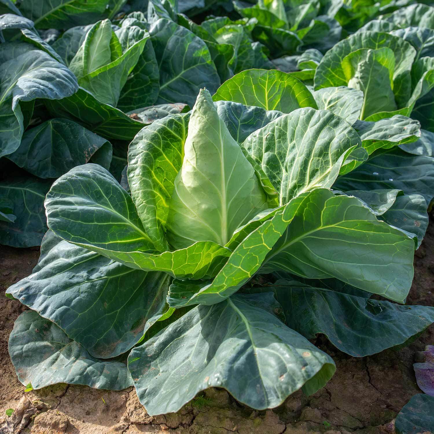 Marshalls Garden Cauliflower Seeds Clapton F1 - Clubroot-resistant, Compact Variety - Green