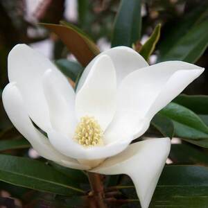 Magnolia grandiflora 'Alta'