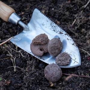 Ivy-Leaved Cyclamen Bulbs