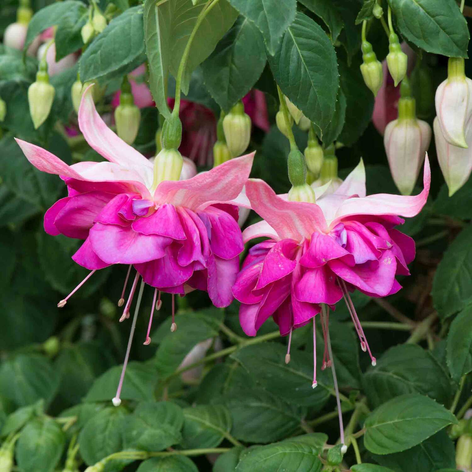 Marshalls Garden Fuchsia 'Bella Rosella' - Pink