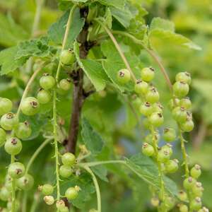 Blackcurrant Standard 'Titania' - Patio Standard Trained Fruit Tree 1.0-1.5m 3 Litre