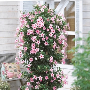 Plant Theory Mandevilla Sundaville Cream Pink sunparapibra') (Pbr) (Sundaville Series) 10.5cm Pot