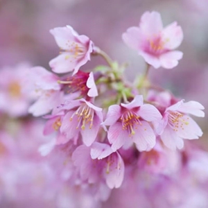 Plant Theory OkamE Ornamental Cherry Blossom Tree Prunus x Incam 9L Pot 1.5 - 2m