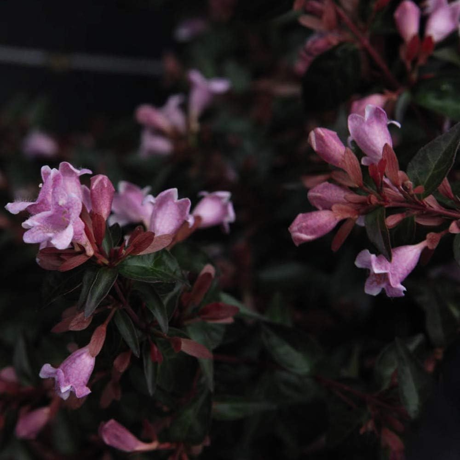 Thompson & Morgan Abelia Edward Goucher Plant - Lilac-Pink Flowers - 3.6L Pot - Image 4