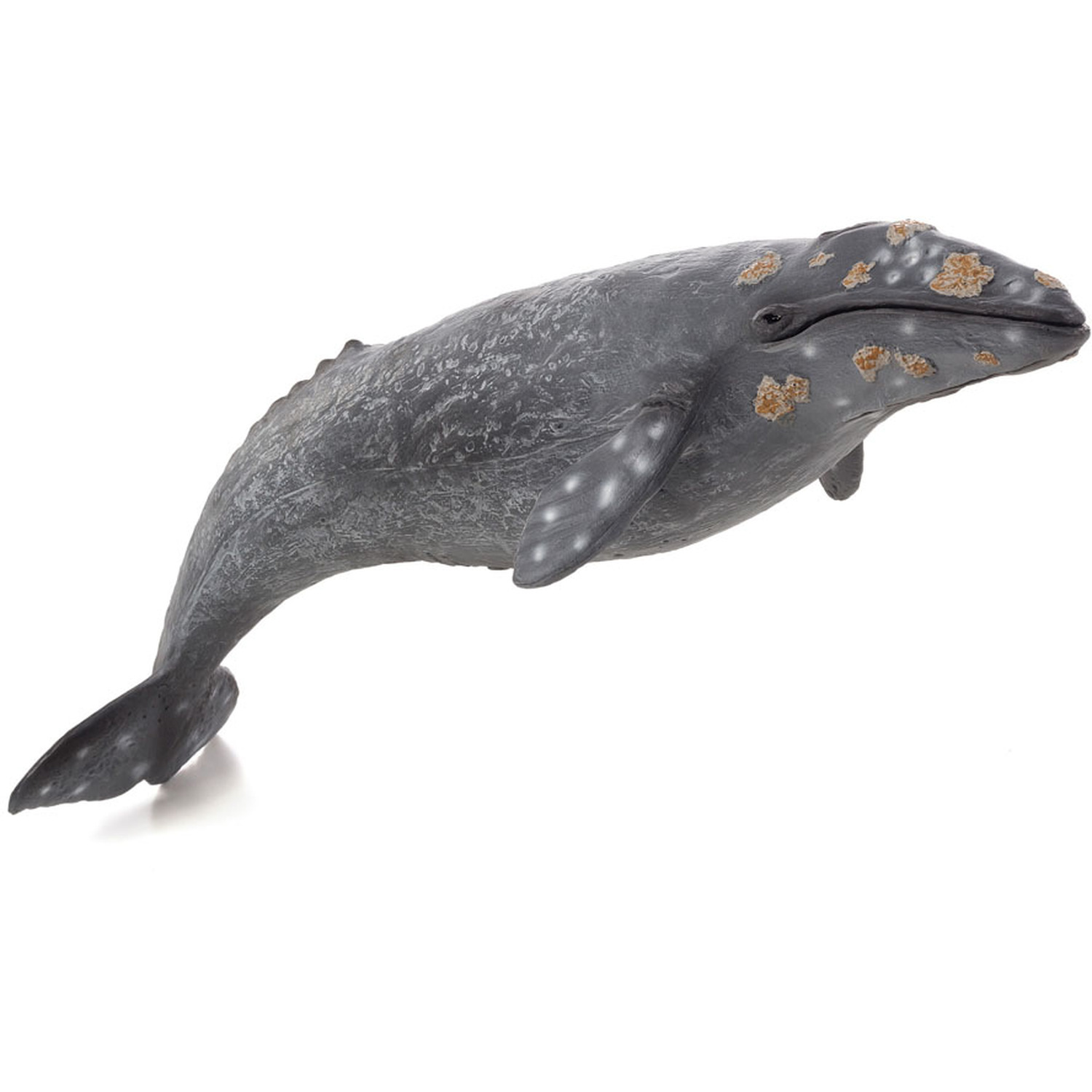 thumbnail image 2 of CollectA 88613 Pilot Whale Figurine – Realistic Marine Animal Model Toy, Brand New 2 of 6