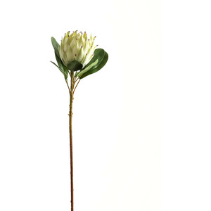 Large Protea Sophisticated Floral