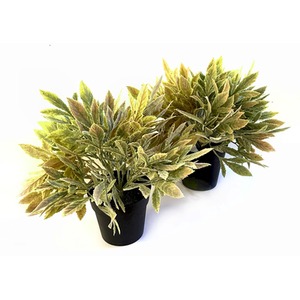  shot 4080561