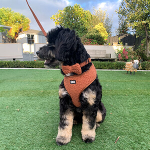  shot 6528444