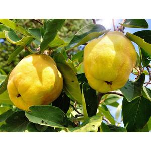 Quince Vranja Fruit Tree 6ft, 12L Pot by Directplants