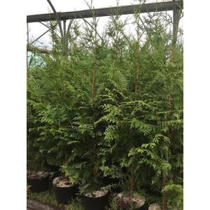 Thuja Plicata Gelderland Western Cedar Conifer Tree 4-5ft in a 5 L Pot
