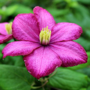 Clematis Ville de Lyon Pink Flowering Vine Climbing Plant