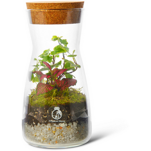 DIY Bottle Terrarium Kit with Plants and Moss in Glass Container with Cork Lid