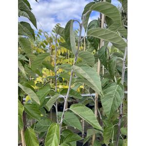 Malus Tschonoskii Columnar Crab Apple Tree 56ft in a 7.5 L Pot By Direct Plants