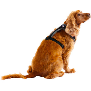 Padded Harness