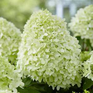 Marshalls Garden Hydrangea pan