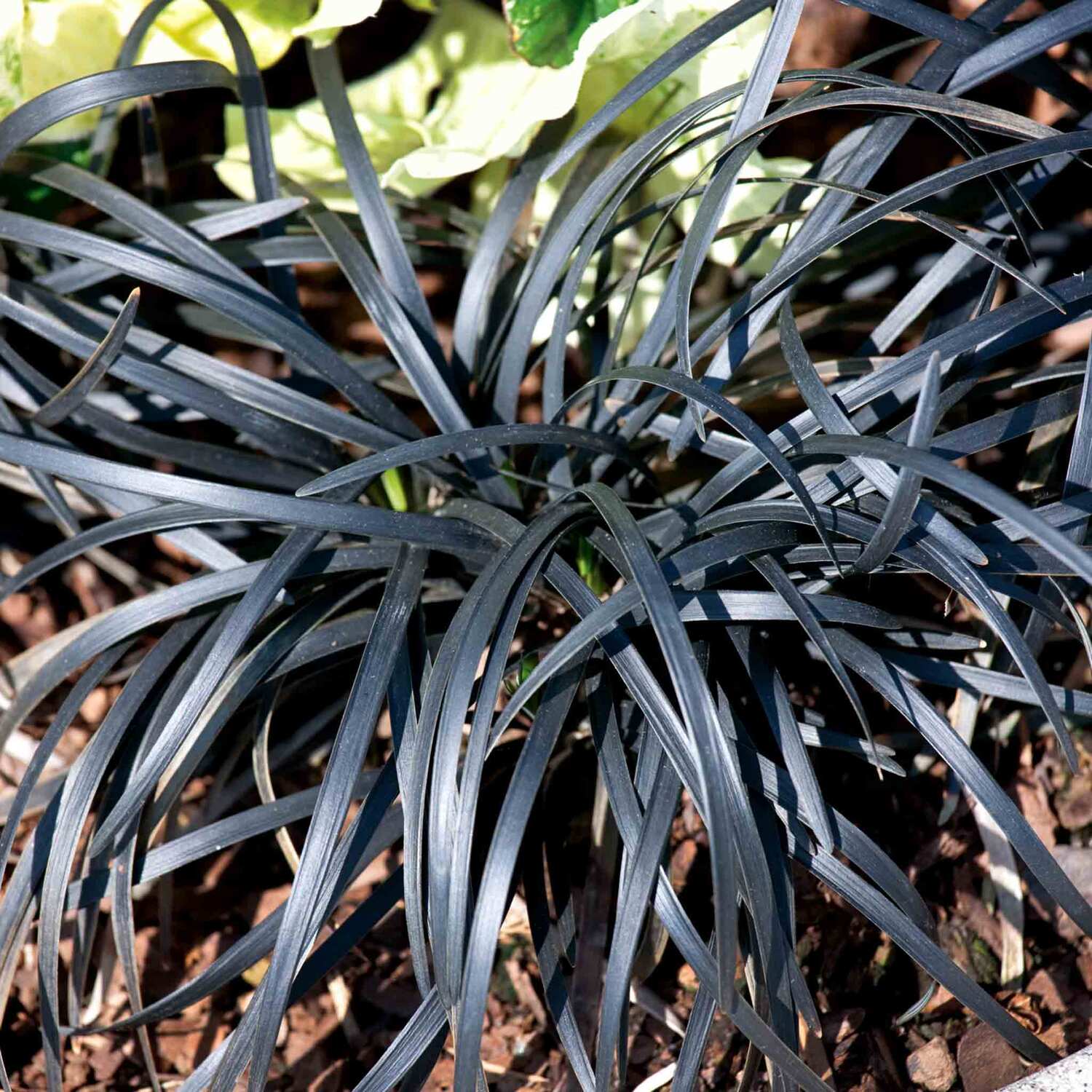 Marshalls Garden Ophiopogon planiscapus 'Nigrescens' Hardy Evergreen Perennial 9cm Plant - Black