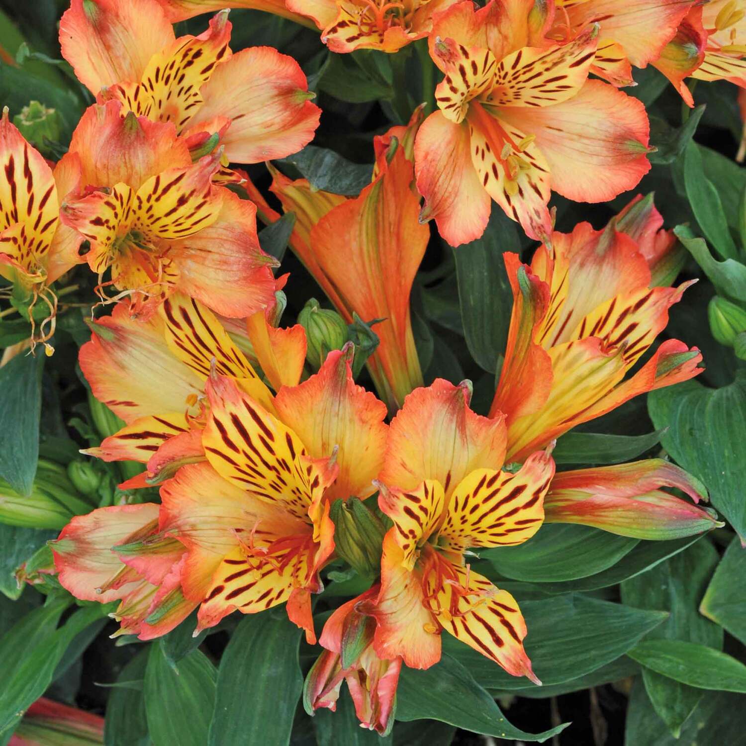 Marshalls Garden Alstroemeria 'Inticancha Bryce' - Hardy Compact Perennial, Peachy Orange Flowers - Neutral / 6