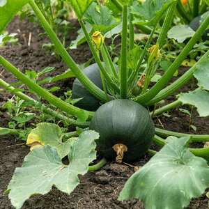Marshalls Garden Courgette Seeds Eight Ball - Compact Round Variety for Pots and Small Gardens