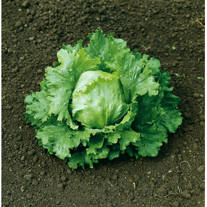 Marshalls Garden Lakeland Lettuce Seeds - mildew and lettuce root aphid resistant, 600 seeds