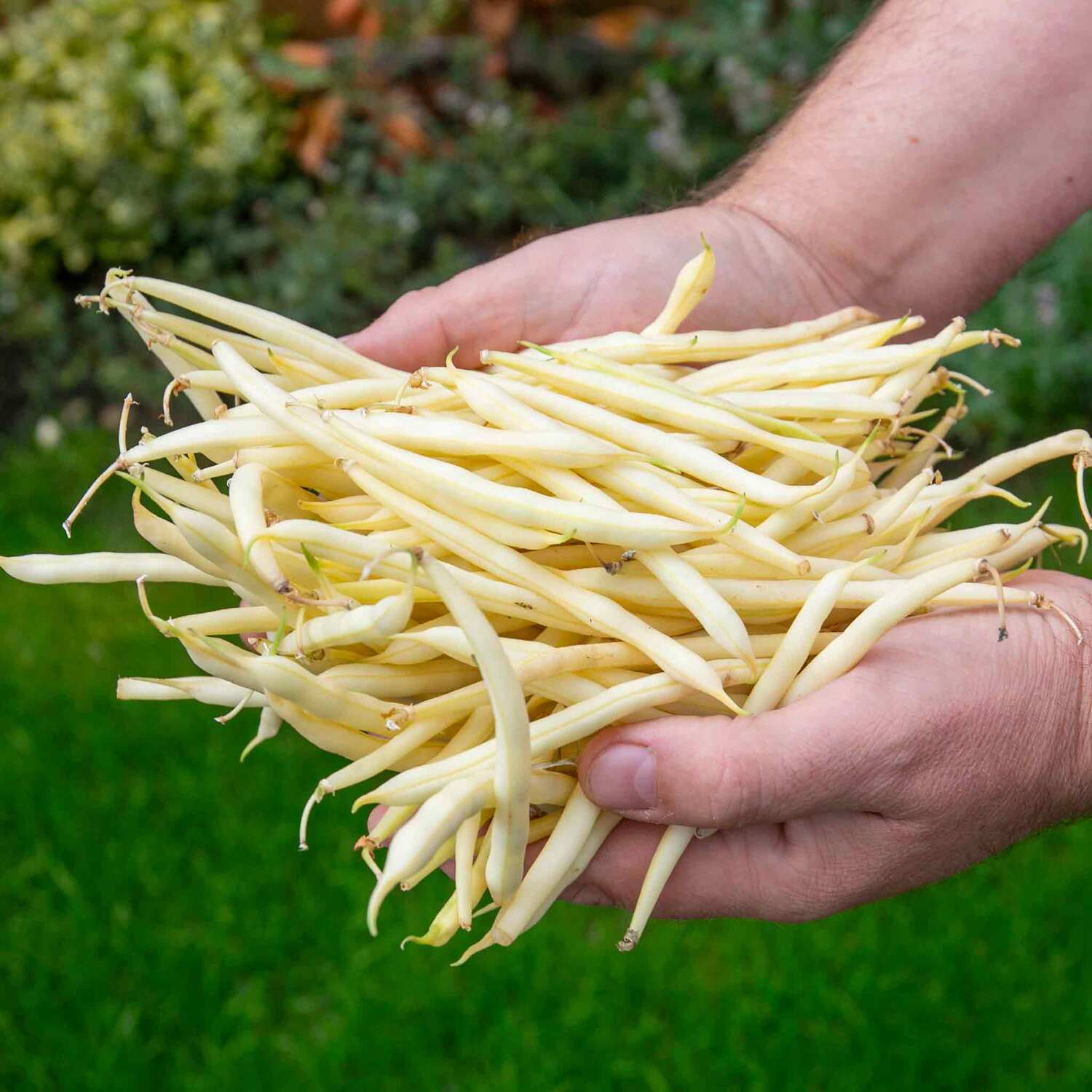 Marshalls Garden Strong Star F1 Sweetcorn Seeds - Early Super-Sweet, High Yield, 50 Seeds - Yellow