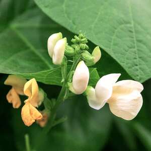 Marshalls Garden White Lady Runner Bean Seeds RHS Award of Garden Merit 50 seeds