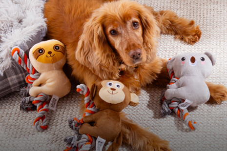 pets