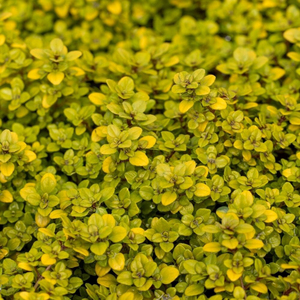 Set of 3 Thyme Pulegioides Archers Gold Creeping Thyme 9cm Pot Herb Garden Plant