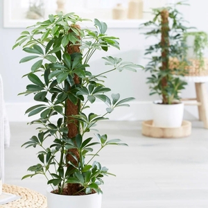 Plant Theory 45cm Schefflera Arboricola Nora Umbrella Tree 13cm Pot House Plants