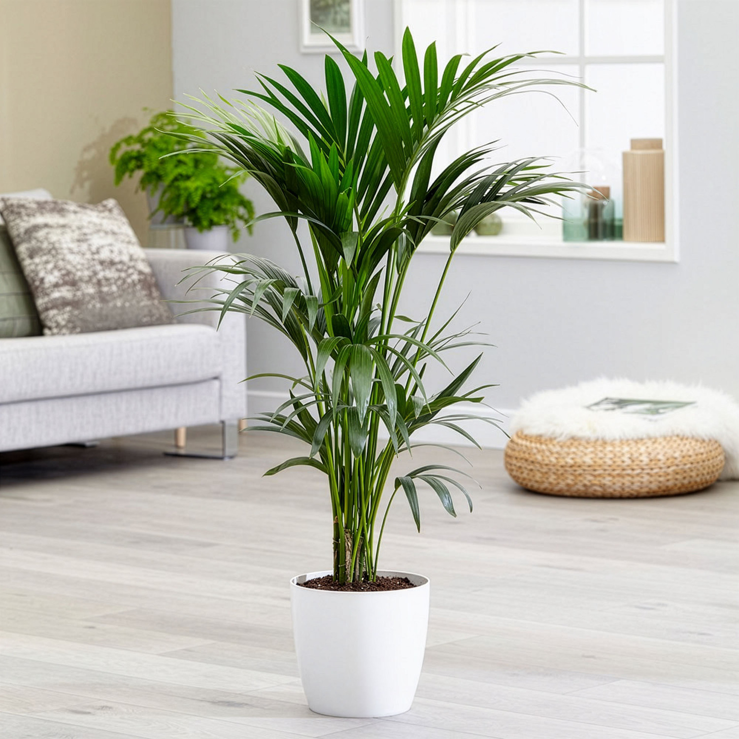 Primrose Howea Forsteriana Kentia Palm 17Cm Pot 80Cm Tall Foliage House Plants - Green