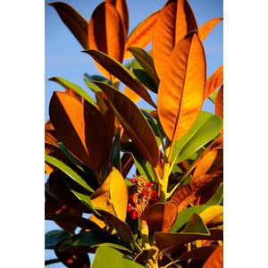 Magnolia Grandiflora The Evergreen Magnolia Tree 6ft in a 7.5L Pot