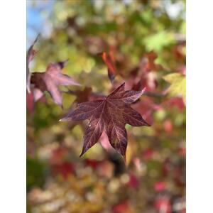 Liquidambar Stryrac. Worplesdon Sweet Gum Tree, 6ft, 12L Pot by Directplants