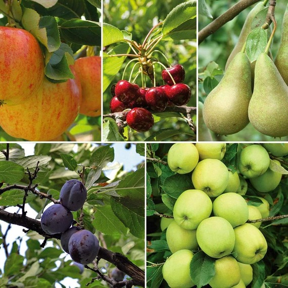 Patio Fruit Tree Collection