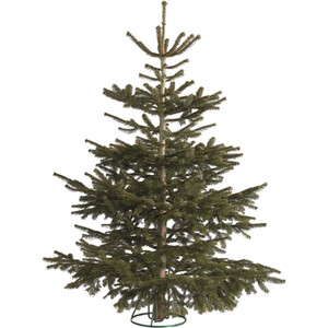 Nordman Fir Cut Christmas Tree